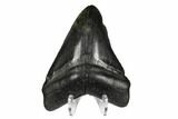 Fossil Megalodon Tooth - South Carolina #172236-2